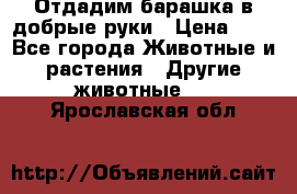 Отдадим барашка в добрые руки › Цена ­ 1 - Все города Животные и растения » Другие животные   . Ярославская обл.